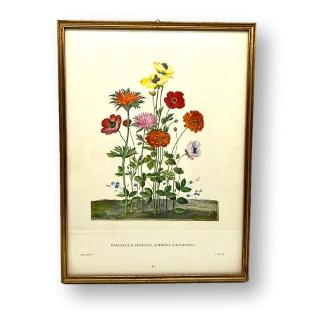 Botanical Floral Print-Julia B. Casa